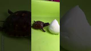 Baby Turtles Enjoy A Little Snack 🥚🐢 [upl. by Danni]