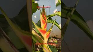 Heliconia ☘️ heliconia plants shortsfeed gardening 🫣 [upl. by Trici]