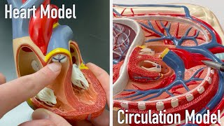 Heart and Circulation Model Tour [upl. by Anirbus]