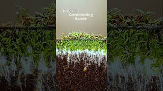 Growing Poppy Plant From Seeds  Time Lapse 16 Days Shorts [upl. by Schafer168]