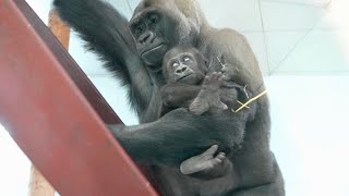 Female Gorilla Takes Baby Without Permission [upl. by Leira]