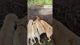 Kaalu Or Roxi  Chota Bachha He Voanimalsneedpeople pets labrador animals dog shorts doglover [upl. by Atnaloj]