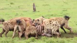 Hyenas Eating Zebra Maasai Mara [upl. by Alphonsa]