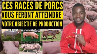 Quelle race de porcs pour atteindre votre objectif de production [upl. by Esac]