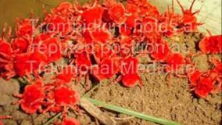 Medicinal Mite Trombidium in Traditional Healing Part1 [upl. by Todd392]