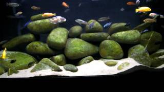 130g African Cichlid Mbuna Aquarium  Tank  Natural Lake Malawi Biotope [upl. by Sully]