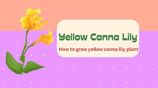 yellow canna lily  How to grow yellow canna lily  Brilliant House Plant [upl. by Meuser663]