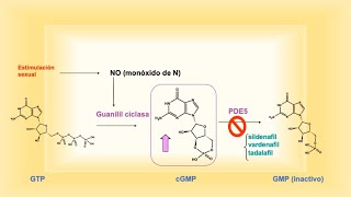 SildenafilVardenafilTadalafil disfunción eréctil síntesis introducción [upl. by Delacourt]