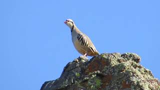 Chukar calling [upl. by Aihsit]