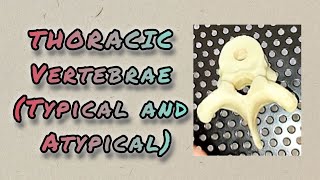 THORACIC VERTEBRAE  Typical and Atypical [upl. by Strephon]