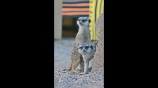 Meerkats Arrive at the Phoenix Zoo [upl. by Esteban]