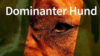 Dominanter Hund ► Gibt es dominantes Verhalten bei Hunden tatsächlich [upl. by Eelibuj]