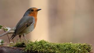 Oiseaux qui chante 🐾 [upl. by Yoreel]