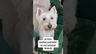 Oj tam może gryzka dałem doggo westie piesek westhighlandwhiteterrier humor zabawa zwierzeta [upl. by Kenji197]