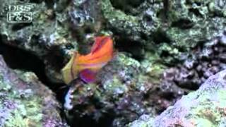 McCoskers Flasher Wrasse Paracheilinus mccoskeri  LiveAquariacom [upl. by Cochard]