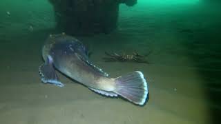 Stargazer fish buries itself [upl. by Maryanne839]