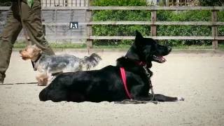 Watson  German Shepherd x Collie  3 Week Residential Dog Training at Adolescent Dogs [upl. by Aicil23]