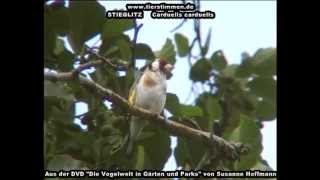 Stieglitz Distelfink  Carduelis carduelis [upl. by Knighton]