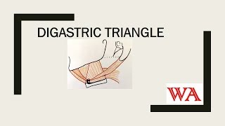 Digastric triangle World of Anatomy [upl. by Christoper]