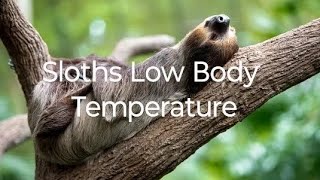 Sloths Low Body Temperature rosellureta sloth slothbear [upl. by Erhard]