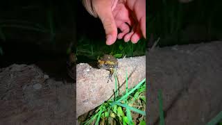 Catching frogs for fun  Big frog funny when catch them  Funny froggy  Funny frog videos [upl. by Rednaxela]