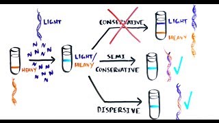 THE MOST BEAUTIFUL EXPERIMENT IN BIOLOGY Meselson amp Stahl The SemiConservative Replication of DNA [upl. by Derej]