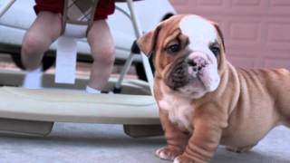 English Bulldog Puppies amp Baby [upl. by Yumuk563]