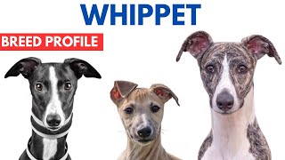 Whippet Breed Profile History  Price  Traits  Whippet Grooming Needs  Lifespan [upl. by Yerot]