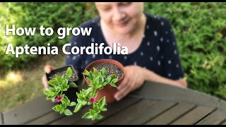 How to grow Aptenia Cordifolia [upl. by Elleral]