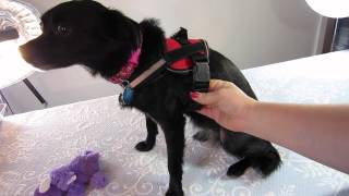 Product Review Doggie Stylz Service Dog Vest [upl. by Hamirak]