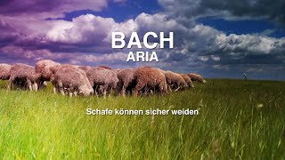 BACH Arie🐏Schafe können sicher🐏instrumental Nature amp Classics Best of Klassik die man hören muss [upl. by Butler]