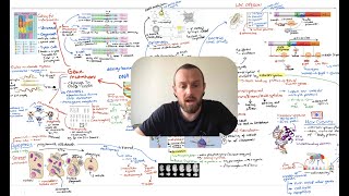 Control of Gene Expression Mindmap OCR A Level Biology Module 61 [upl. by Nollahp]