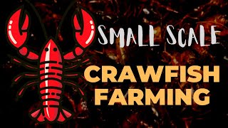 Small Scale Crayfish Farming [upl. by Weaver]