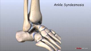 Ankle Anatomy Animated Tutorial [upl. by Bonner]