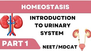 Introduction to urinary system biology mdcat [upl. by Jaqitsch499]