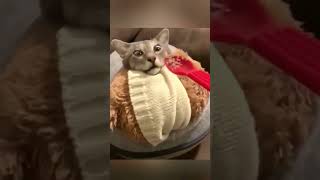 daily funny cats compilation part 2 shorts funnycats 2024cats cattiktok [upl. by Eenoj340]