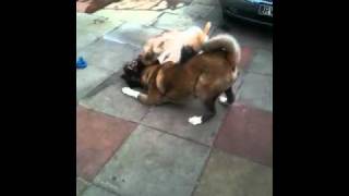 Akita vs german shepherd play fight [upl. by Northrup609]