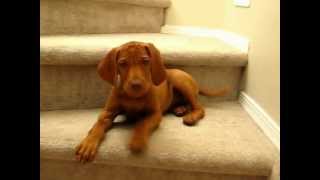 Vocal Puppy Vizsla at 10 weeks [upl. by Meredithe]