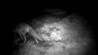 Foxes In My Garden 25th Sept  2nd Oct 2024 Part 2 I think Beauty The Fox looks at the Camera [upl. by Annavas]