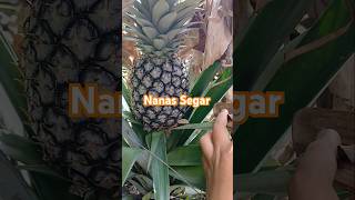 Nanas segar pertanian kebun nature berkebun kebunbuah love garden berbuah music buahan [upl. by Anirbed365]