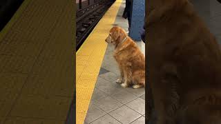 goldenretriever This Golden Retriever follows the rules and firmly refuses to cross the line [upl. by Aluap]