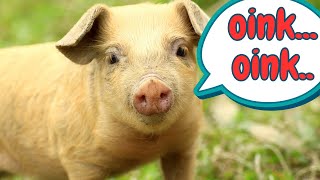 Pig Sounds amp Facts for Kids [upl. by Aenehs968]