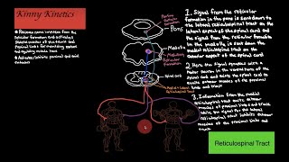 Reticulospinal Tract Motor Pathway [upl. by Horatio]