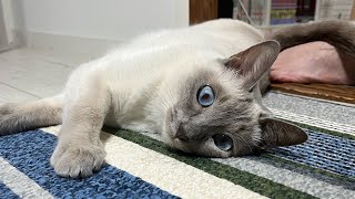 【tonkinese】play together fine cat 2024630トンキニーズ [upl. by Mazman514]