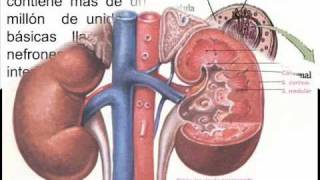 Sistema Urinario  IE  146 [upl. by Mayeda]