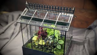 Wardian case terrarium update [upl. by Kimberly]