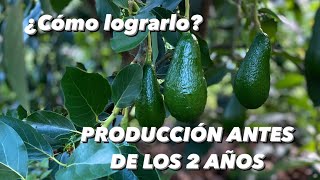 MI HUERTA DE PALTAS 🥑 YA ENTRÓ EN PRODUCCIÓN Y TE LO MUESTRO‼️LOS YUNGAS  AGUACATE [upl. by Esmerolda381]