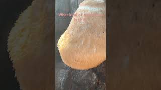 Is this mushroom edible [upl. by Amoreta]