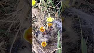 lark bird feeding grass to babiesshorts [upl. by Cailean]