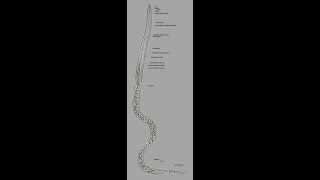 Rootknot nematode juvenile Meloidogyne [upl. by Sergias266]